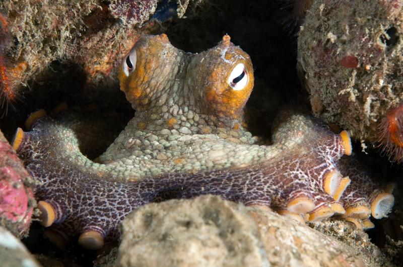 Pulpo de dos manchas californiano