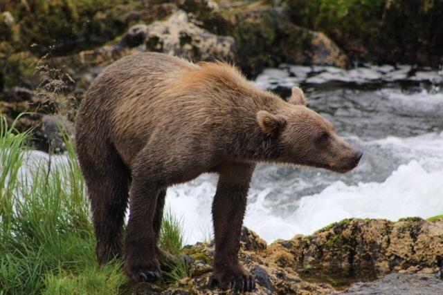 Oso Pardo