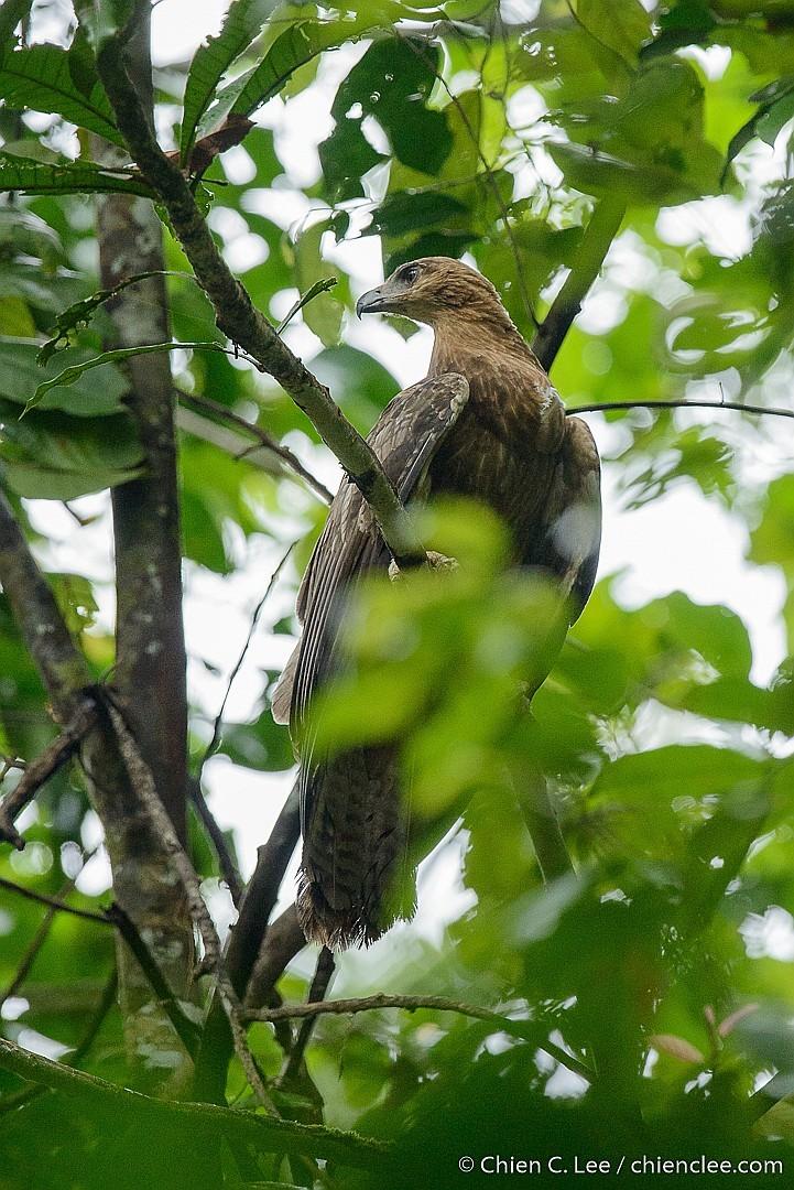 Águila de las Molucas