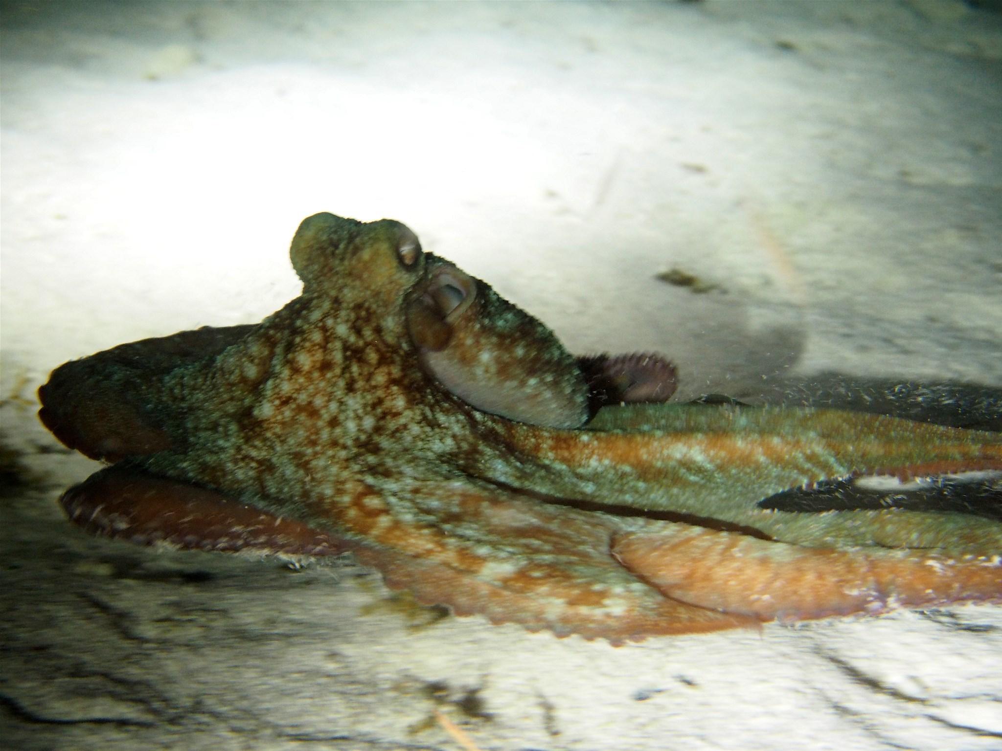 Pulpo del arrecife caribeño