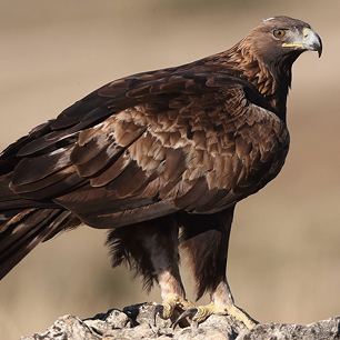 Águila Real