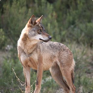 Lobo ibérico en su hábitat natural