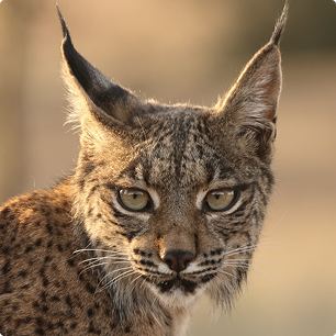 Lince ibérico en libertad