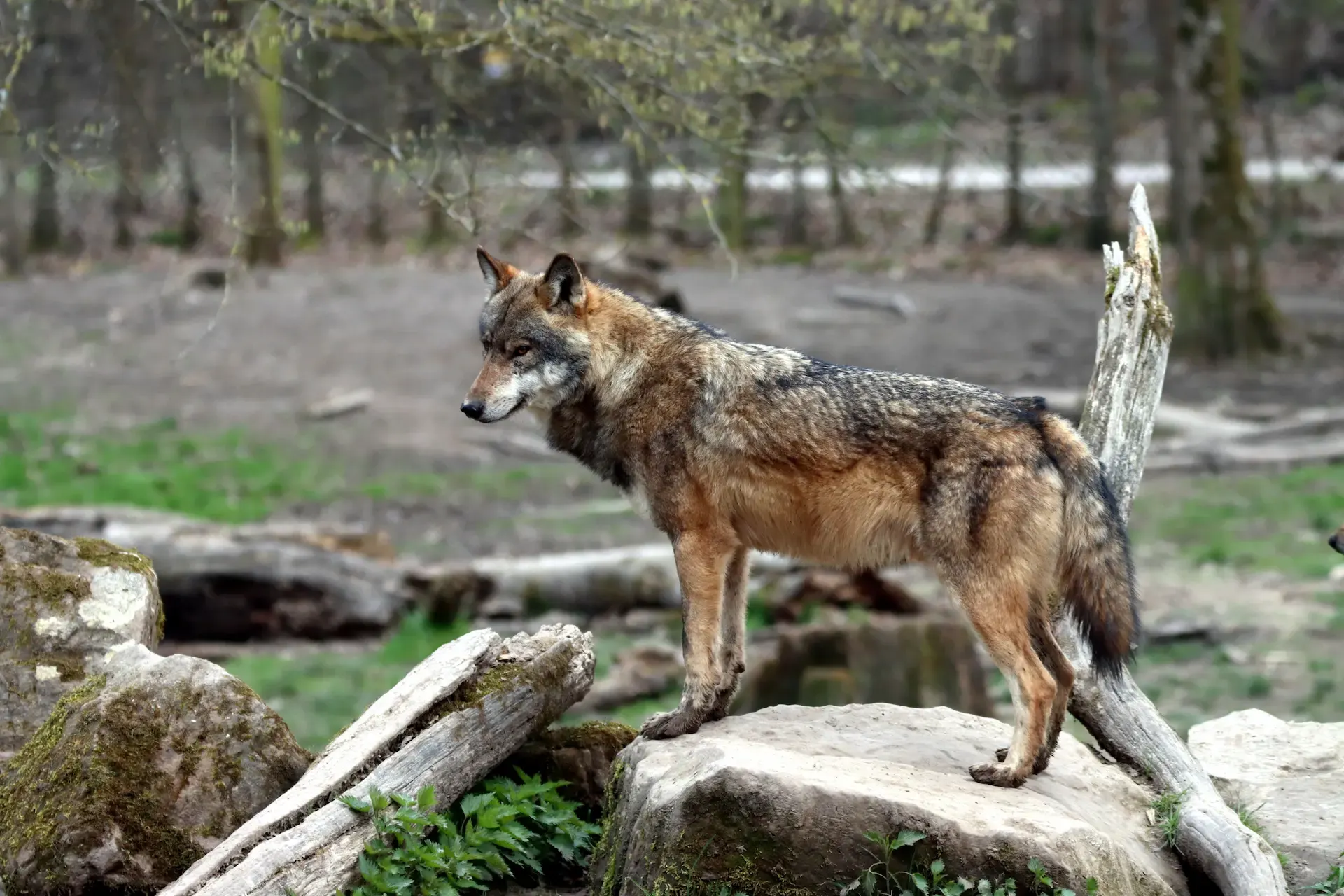 Toma cautivadora de un lobo de pie sobre una roca en el bosque, mostrando su belleza natural.
