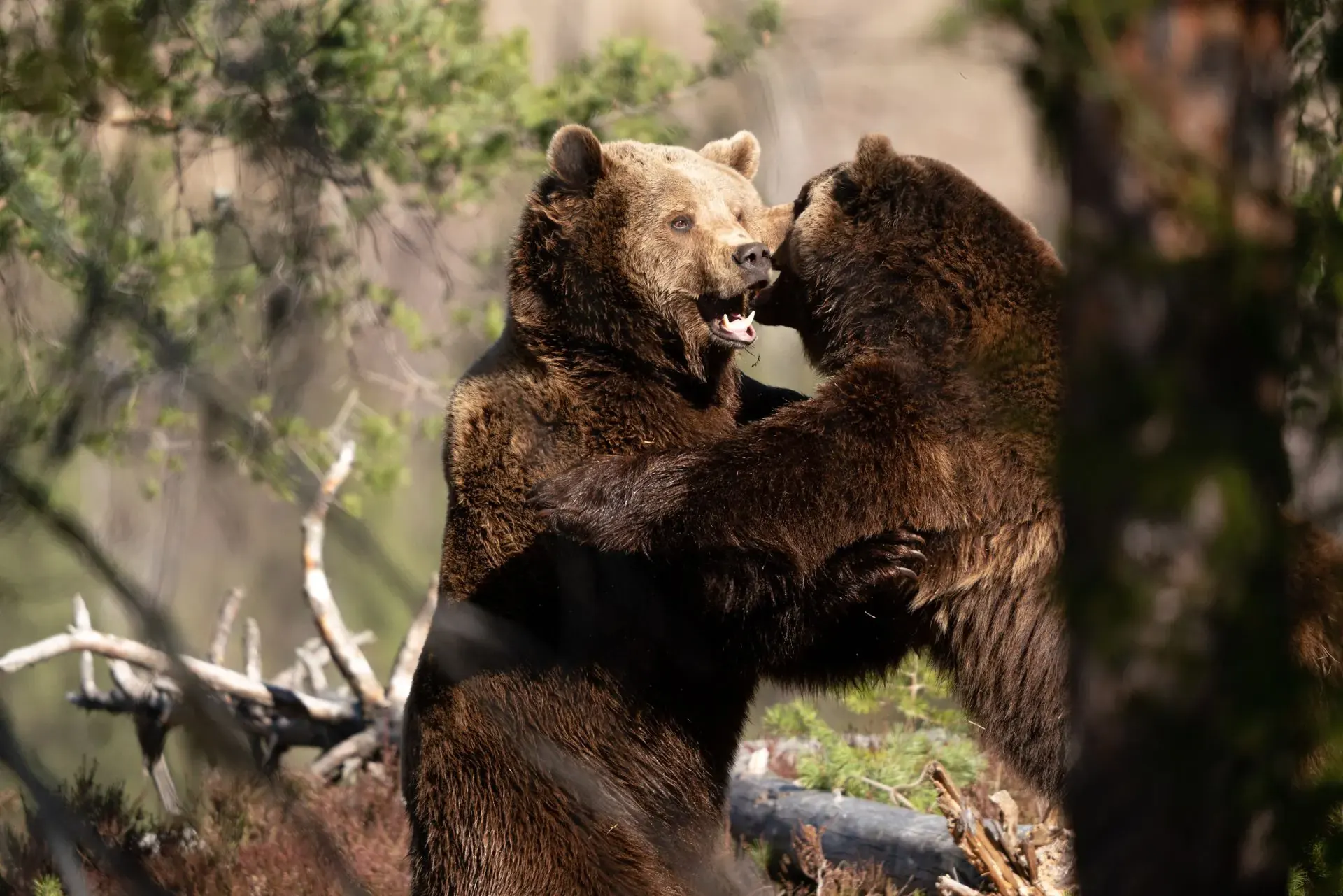 Dos osos marrones interactúan de manera juguetona en un entorno forestal