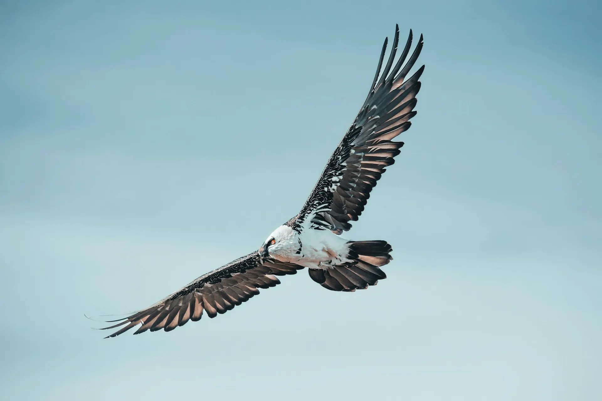 Quebrantahuesos volando con las alas extendidas sobre un cielo azul claro