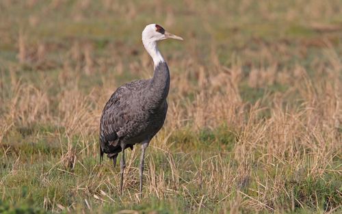 Grulla Monje