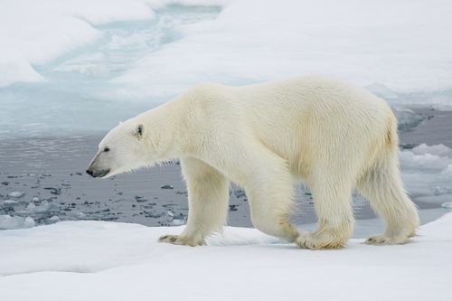 Oso Polar