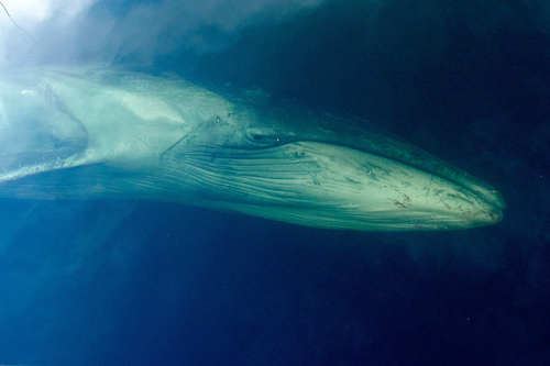 Ballena de Sei