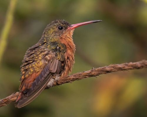 Cinnamon Hummingbird