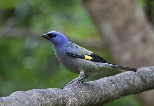 Yellow-winged Tanager