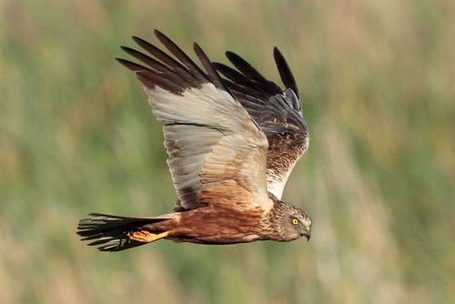 Aguilucho lagunero occidental