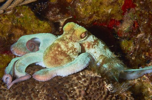 Pulpo del arrecife caribeño