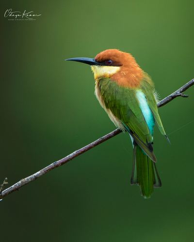 Abejaruco Cabecirrufo