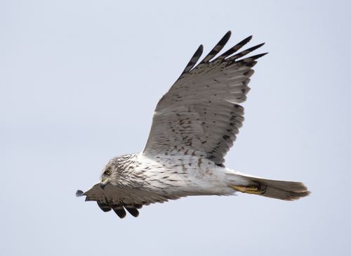 Aguilucho lagunero oriental