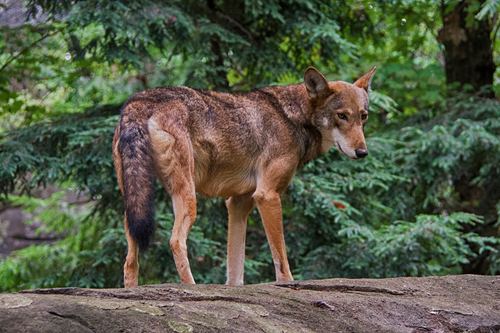 Lobo rojo