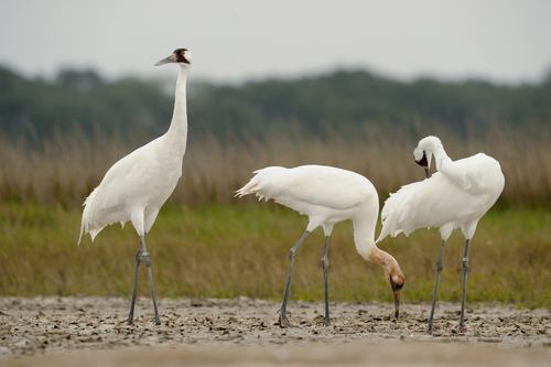 Grulla blanca