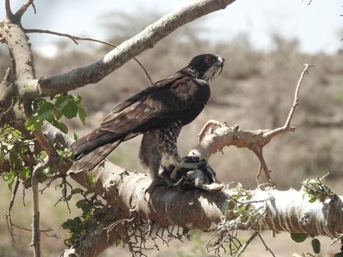 Águila Australiana
