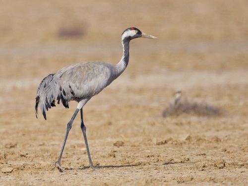 Grulla común