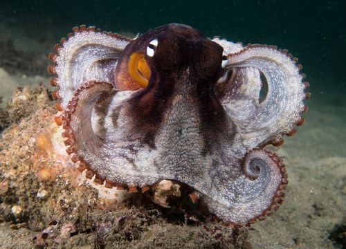Pulpo tétrico