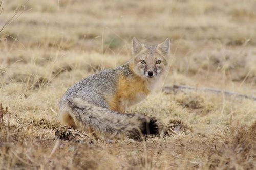 Swift Fox