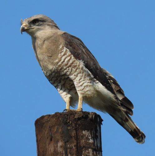 Culebrera barreada