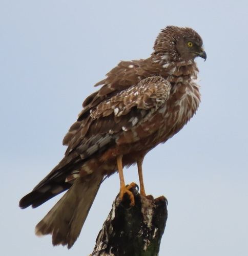 Aguilucho lagunero etiópico