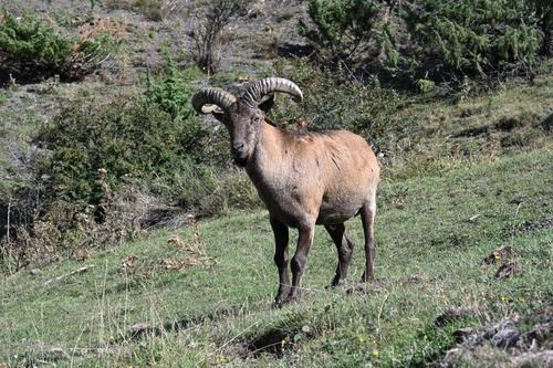 tur del Cáucaso oriental