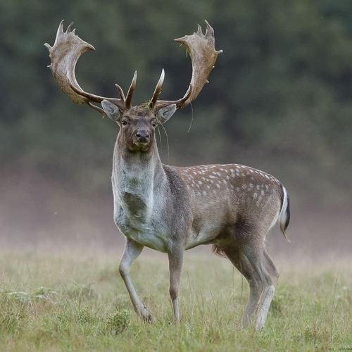 Gamo europeo