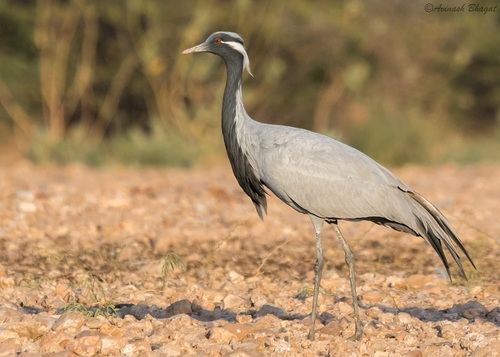 Grulla damisela