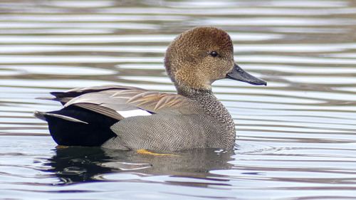 Pato friso