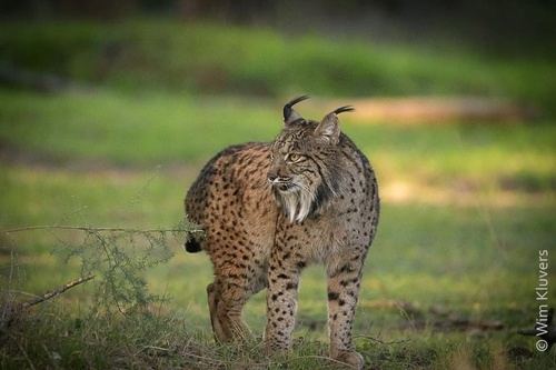 Lince Ibérico