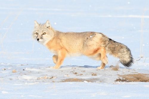 Corsac Fox