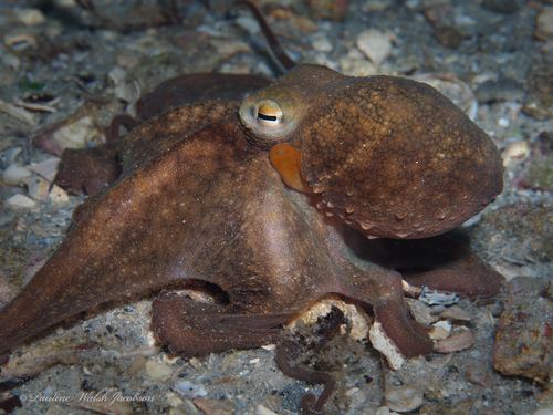 Pulpo Americano