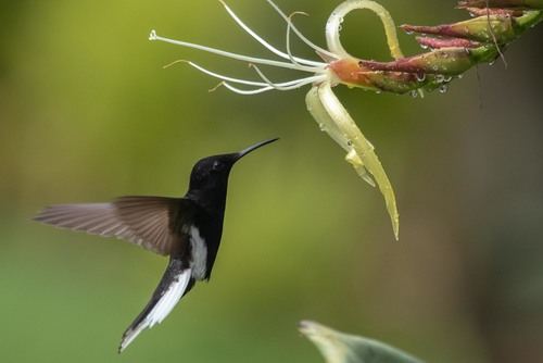 Black Jacobin