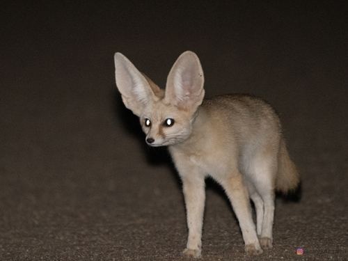 Fennec Fox