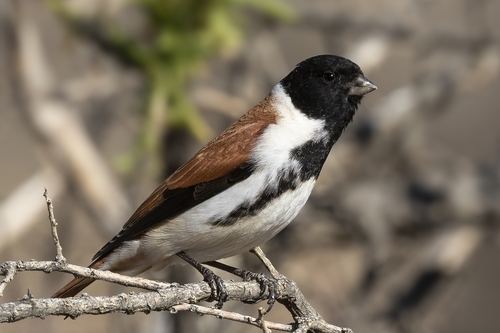Black-headed Canary