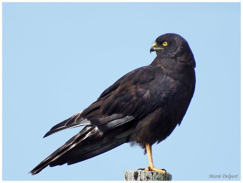 Aguilucho negro