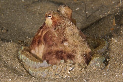 Pulpo membranoso austral