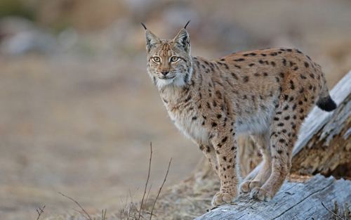 Lince euroasiático