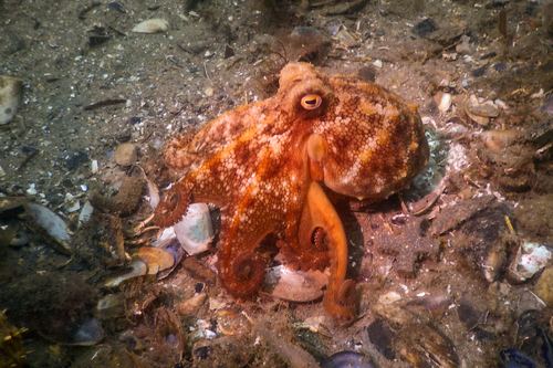 Pulpo pálido