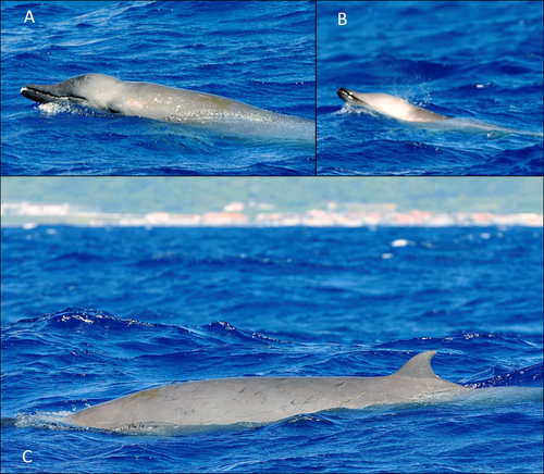 Ballena picuda de True