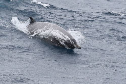 Ballena De Pico De Sowerby