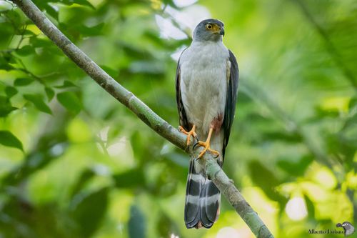 Bicolored Hawk