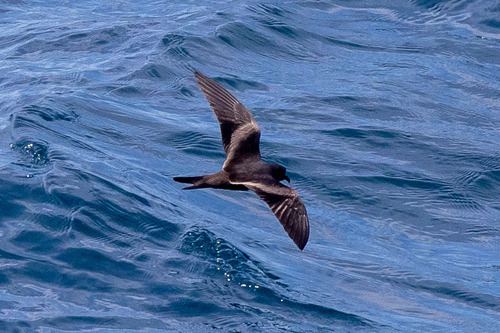 Golondrina de mar negra