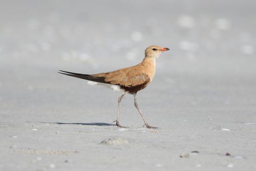 Canastera Patilarga