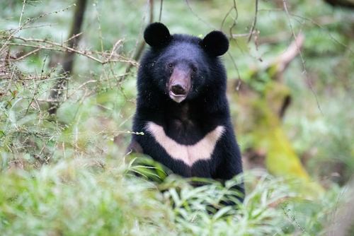Oso de Collar