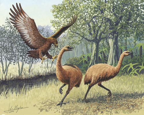 Águila de Haast