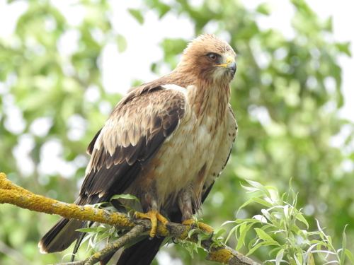 Águila calzada
