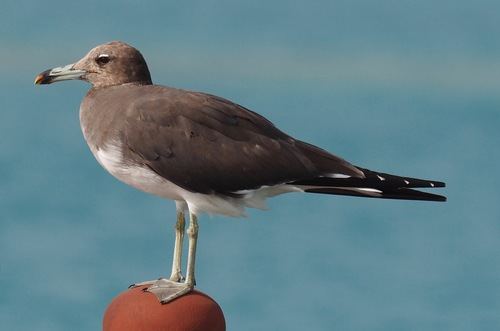 Gaviota Cejiblanca